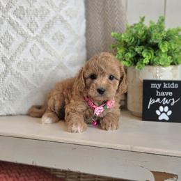 F1B Meet Sicily:) - Apricot female Cavapoo puppy in Centerville, Iowa from Barnyard Dachshunds, Dals & Doodles