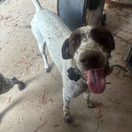 Lady Mae - White and liver female German Shorthaired Pointer puppy in Conroe, Texas from Third Coast Pointers