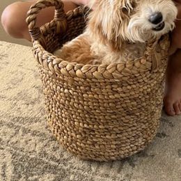 Goldendoodle All Grown Up from Royal Goldendoodles