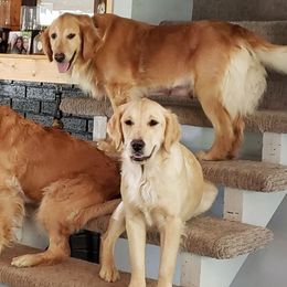 Golden Retrievers from Sabins Golden Dreams