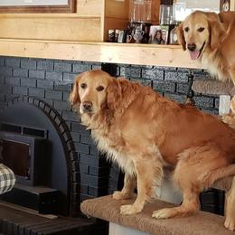 Golden Retrievers from Sabins Golden Dreams