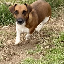 Blackberry - Australian Cattle Dog