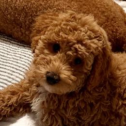 Poodles from Skye Chase Poodles