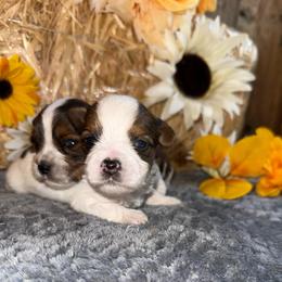 Armani - Parti male Yorkshire Terrier puppy in Howe, Oklahoma from Ray Holder