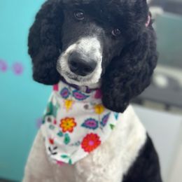 Khloe - Goldendoodle