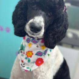Khloe - Goldendoodle