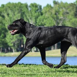 Aloy - Cane Corso