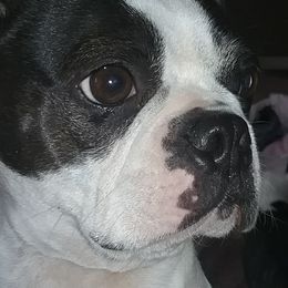 Boston Terriers from R and M Kennels