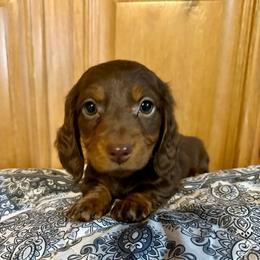 Lily - Chocolate and tan female Dachshund puppy in Carrollton, Illinois from Kelly's Doxies