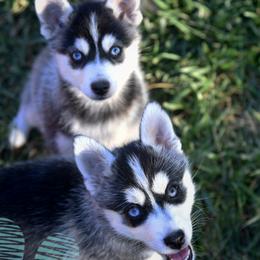 Pomsky puppies from Spirit Pomskies