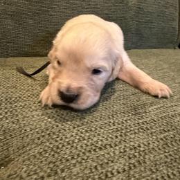 Female puppy pick 2 - Light golden female Golden Retriever puppy in Colville, Washington from Columbia Ridge Goldens