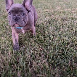 French Bulldog Puppies from AlvarezFrenchBulldogs