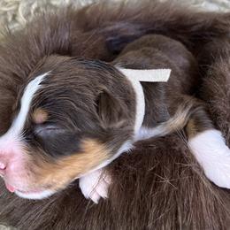 Puffin- White Collar - Red merle female Australian Shepherd puppy in Newport, Rhode Island from Wildlings Australian Shepherds