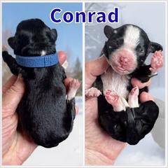 Conrad - Black and white male Bernedoodle puppy in Banner Elk, North Carolina from Walnut Tree Bernedoodles