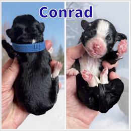 Conrad - Black and white male Bernedoodle puppy in Banner Elk, North Carolina from Walnut Tree Bernedoodles