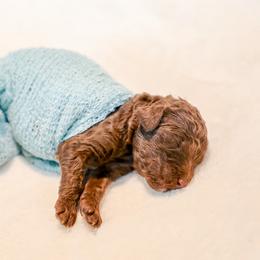 Vinicius junior (Brazil) - Chocolate male Labradoodle puppy in Kingston, Georgia from CC Familydoodles