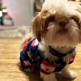 Annie - Shih Tzu