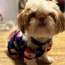Annie - Shih Tzu