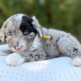 Cobbler - Yellow Collar - Blue merle male Bernedoodle puppy in Highland, Utah from Angel Pups Deluxe