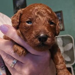 Lily - Red  female Poodle puppy in Windom, Texas from Wild Farm Puppies