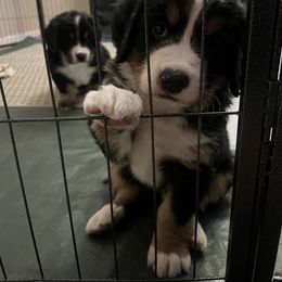 Bernese Mountain Dog Puppies from Bastian Mountain Dogs