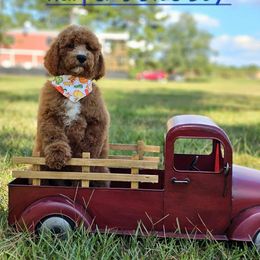 Harper's Blue Boy - Red  male Goldendoodle puppy in Kountze, Texas from Texas Doodles LLC