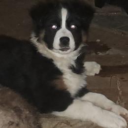 Girl 2 - Black tri-color female Australian Shepherd puppy in Bowler, Wisconsin from Stice's Australian Shepherds