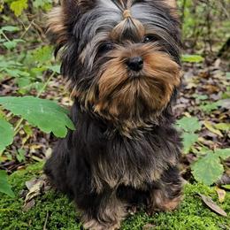 Yorkshire Terrier Puppies from Little Angel Yorkies