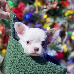 Logo - White male Chihuahua puppy in Harrison, Michigan from Cloud9 Chihuahuas