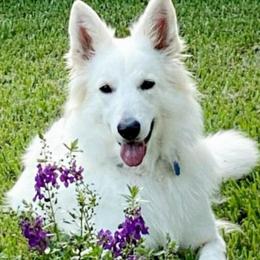 Alaska - Berger Blanc Suisse