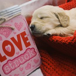 Golden Retriever Puppies from Great Lakes Golden Retreivers