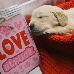 Golden Retriever Puppies from Great Lakes Golden Retreivers