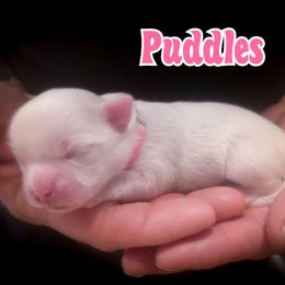 Puddles - White female Mal-Shi puppy in Belleville, Michigan from Michigan Maltese Puppies