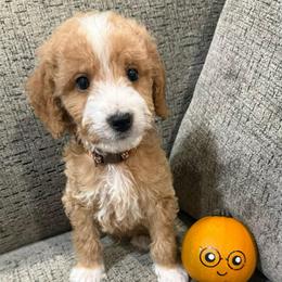 Dobby - Red  male Goldendoodle puppy in Conroe, Texas from Tails of Cypress