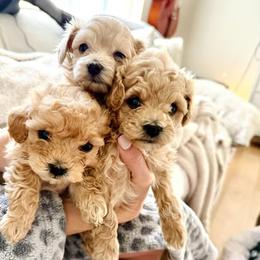 Maltipoo, Poodle, and Shihpoo Puppies from Doodle Lane - Toy Doodles Alabama