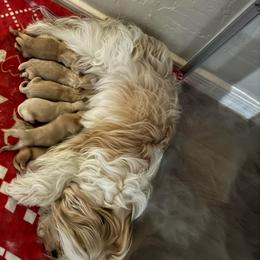 Boy 2 - Gold and white male Shorkie puppy in San Tan Valley, Arizona from Great Mates