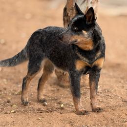 Australian Cattle Dog puppies from A2 Australian Cattle Dogs