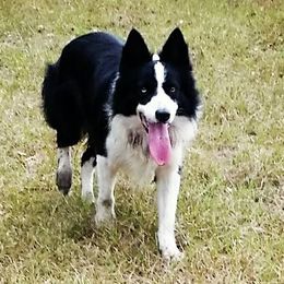 Flynt - Border Collie
