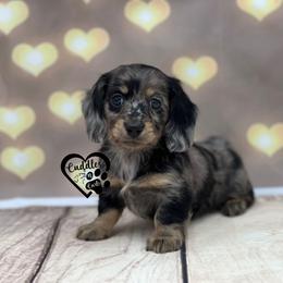 River - Dapple female Dachshund puppy in Nashville, Arkansas from Cuddles n Curls