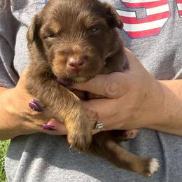 Meleys - Red tri-color female Australian Shepherd puppy in Kokomo, Indiana from North Central Aussies