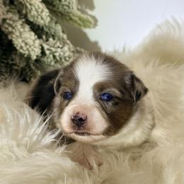 Prancer - Blue merle female Toy Australian Shepherd puppy in Blacksburg, South Carolina from Blue’s Family Aussies