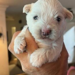 Obi-Wan - White male West Highland White Terrier puppy in New Orleans, Louisiana from Amazing Grace Westies