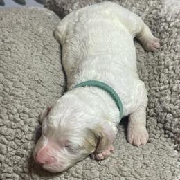 Light blue collar - Cream female Goldendoodle puppy in Mc Cook, Nebraska from Powers Doodles