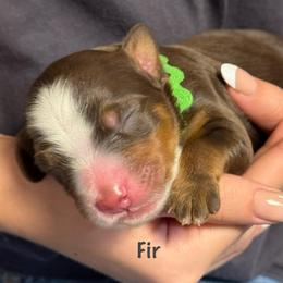 Boy 5 - Tri-color male Bernedoodle puppy in Cortez, Colorado from Sassy Pants Pups