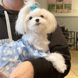 Maltese Puppies from Made to Love Maltese LLC