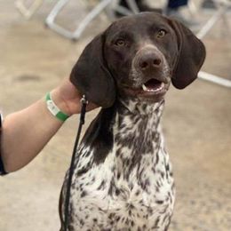 Dachshunds and German Shorthaired Pointers from Crestview Kennel