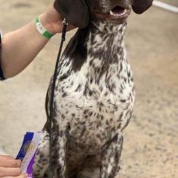 Dachshunds and German Shorthaired Pointers from Crestview Kennel