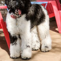 Assorted Doodle Crosses, Bernedoodle, and Goldendoodle All Grown Up from Texas Doodle Dandies