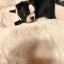 Boston Terrier and French Bulldog Puppies from 3B Kennels-Beth’s Best Boston’s