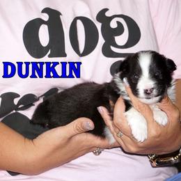 Dunkin - Bi Black Boy - Black & white male Toy Shetland Sheepdog puppy in Frazeysburg, Ohio from Mountain High Kennels